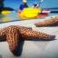 Sea Star on a guided kayak excursion with Rising Tide Explorer biologists!