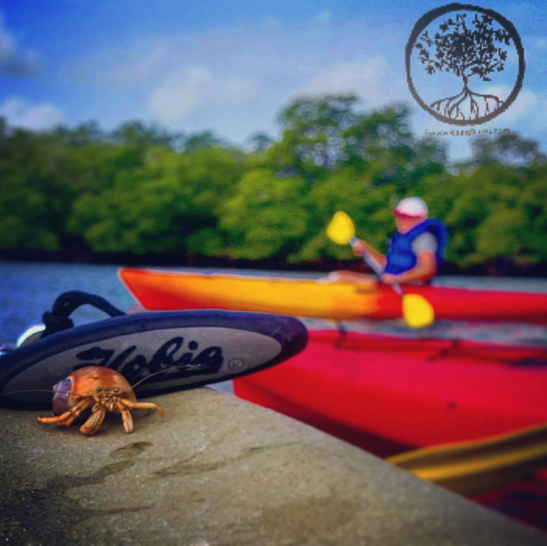 Kayak Tours with Local Ecologists