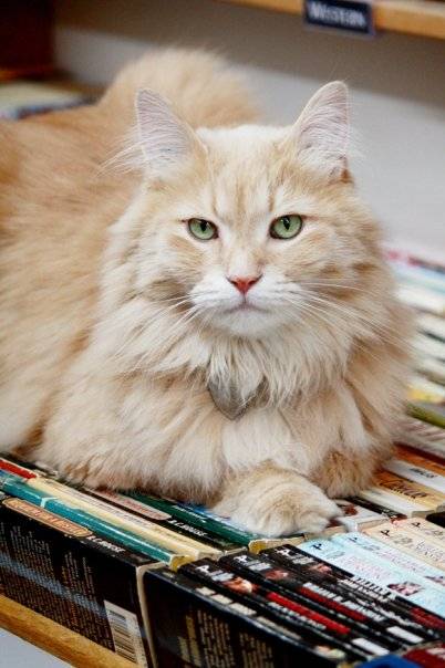 Nietzsche, our bookstore cat.