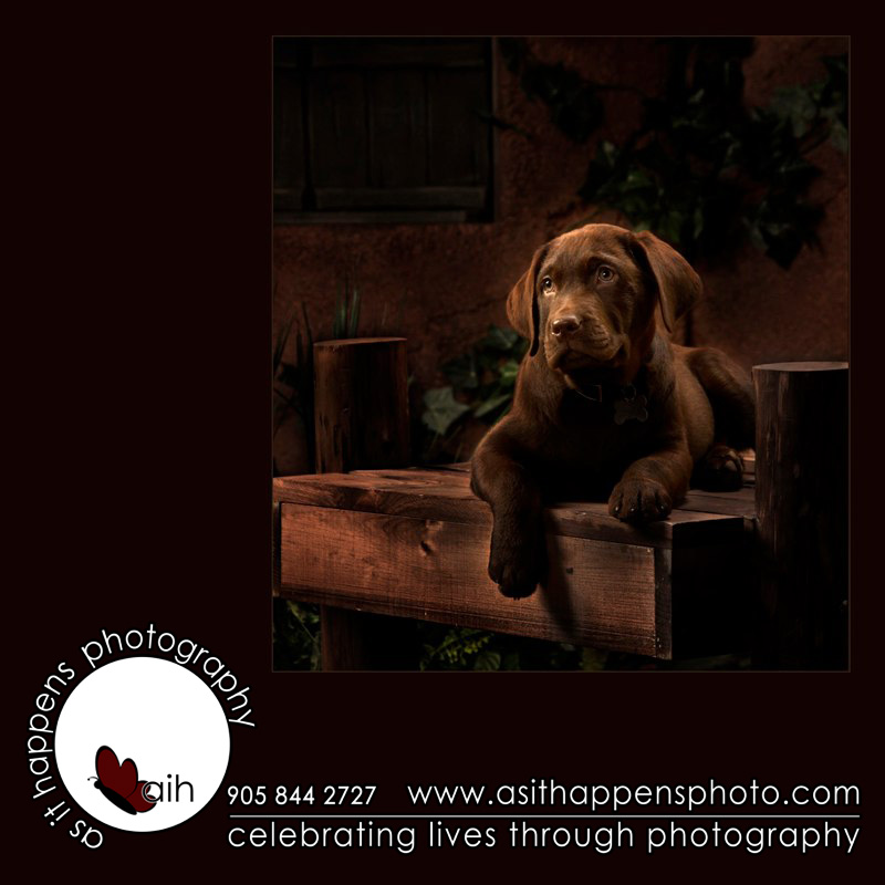 Labrador Puppy  by Andrea Marchant at As It Happens Photography