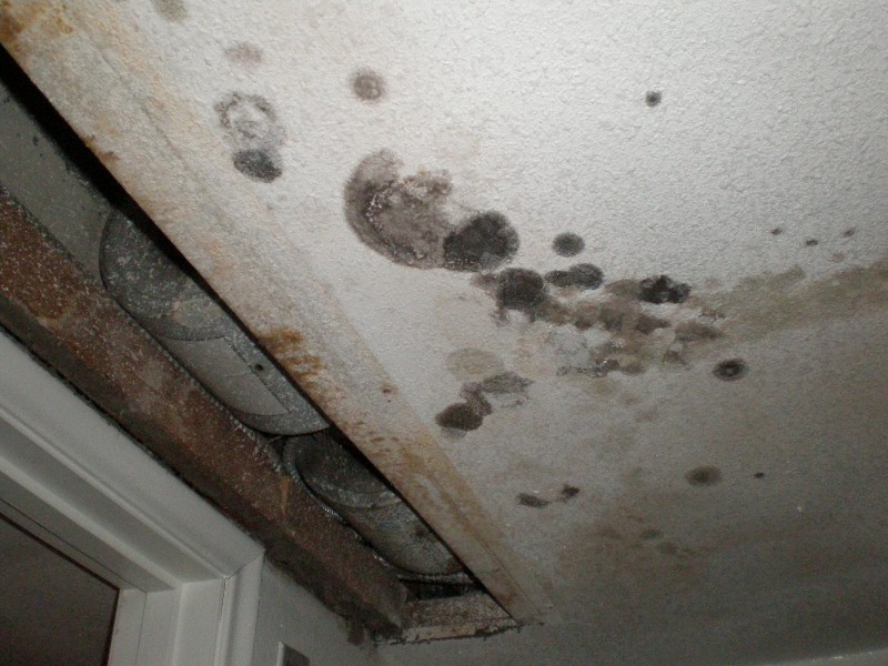 Mold colonies can sprout from unaddressed water or fire destruction.