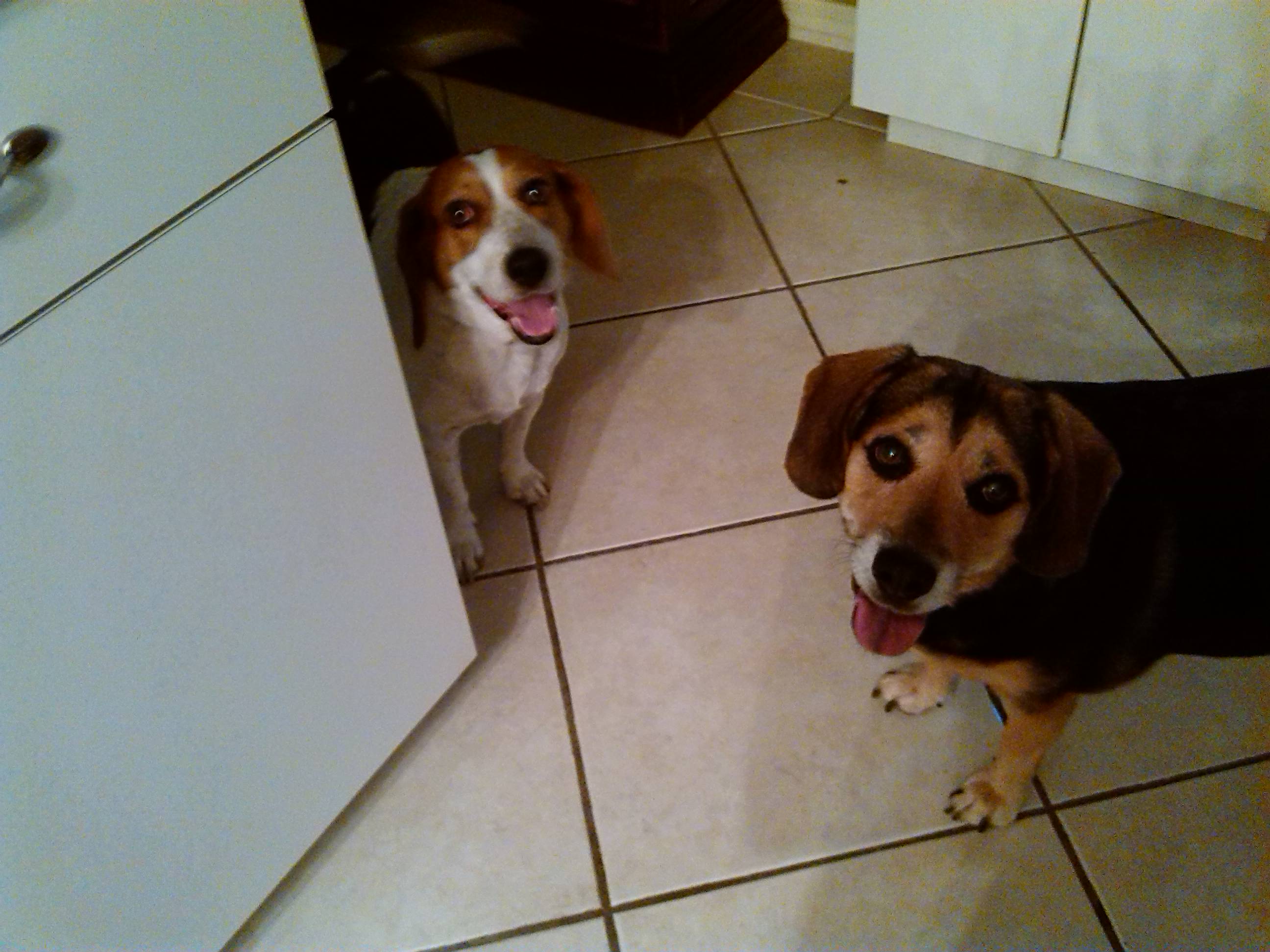 Amazing Beagles Tucker and Cleo!