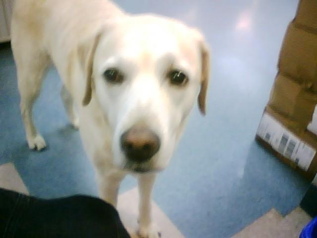 Rose, one of our office dogs at Kwik Kopy Halifax