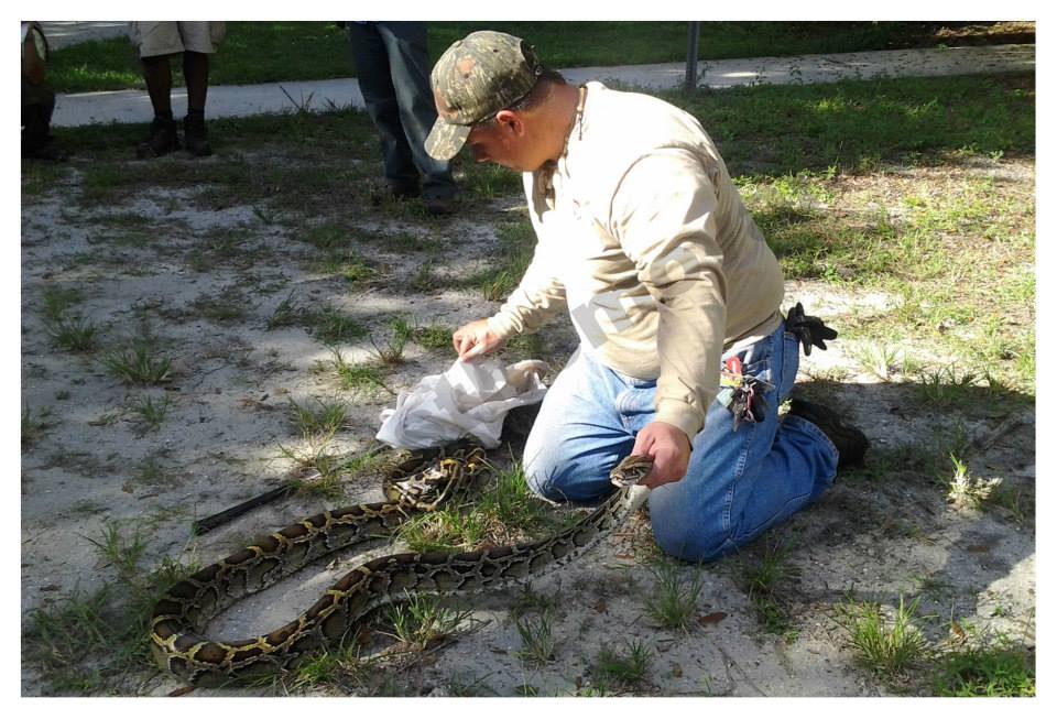 Miami Snake Removal 786-263-2895