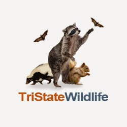 TriState Wildlife