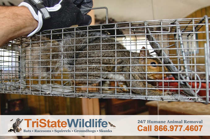 Squirrel Trapping and Removal